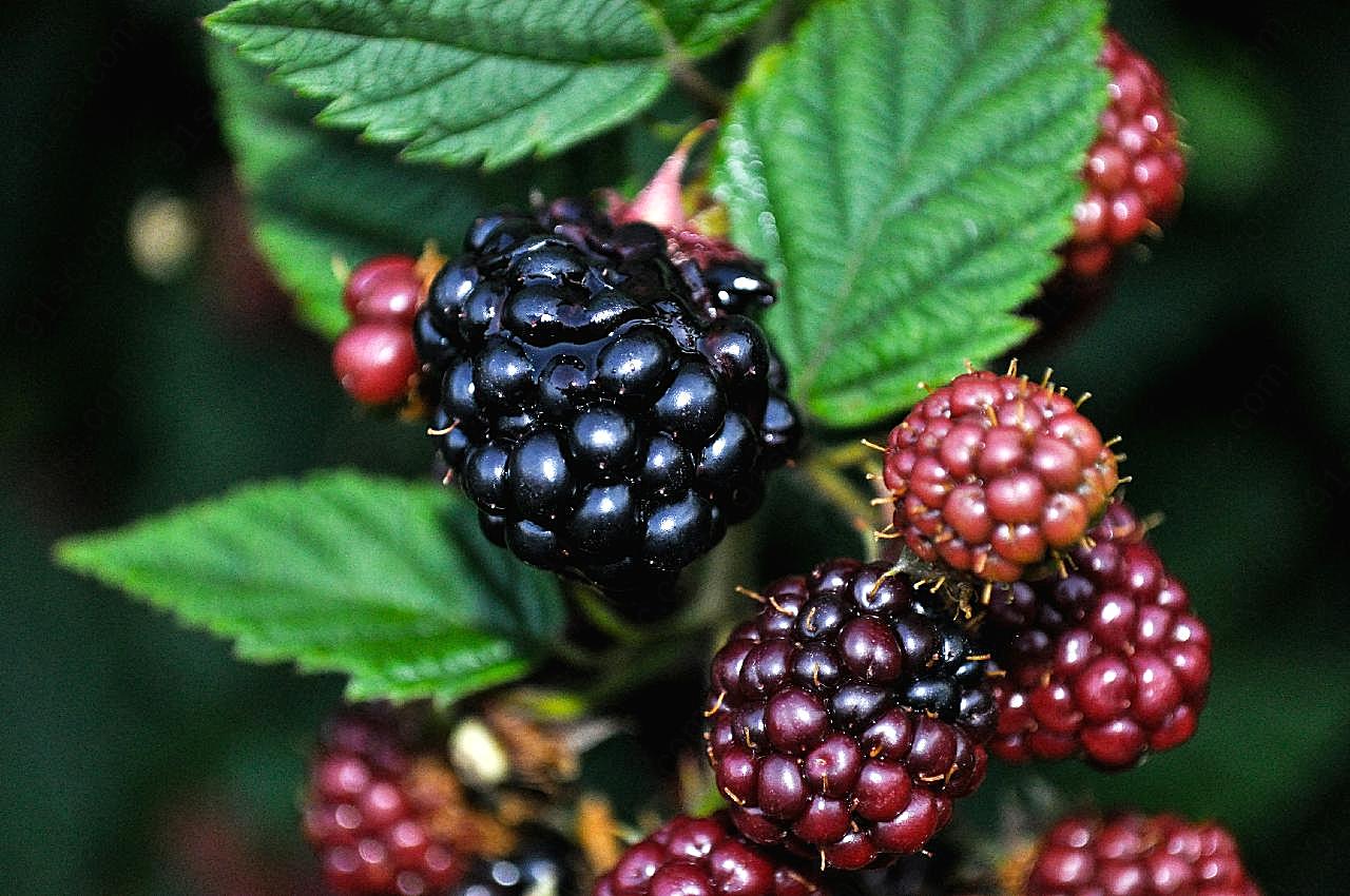 野生新鲜黑莓图片水果