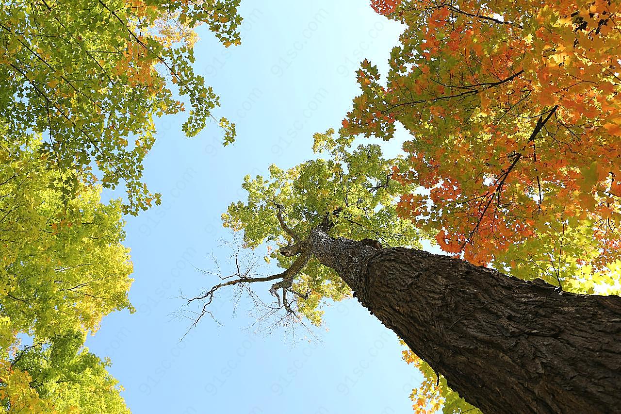 秋天树木高清图片自然景观