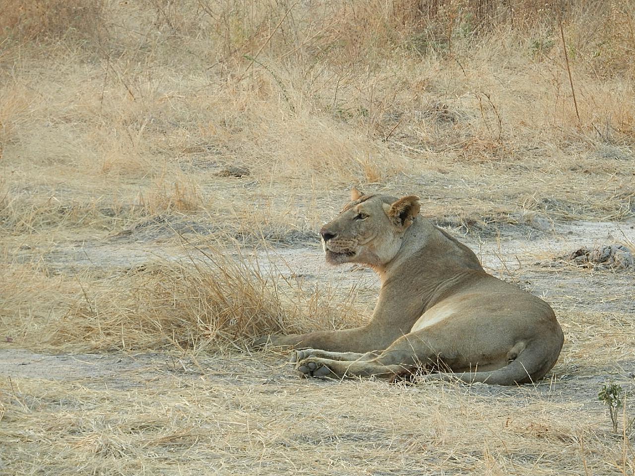 非洲母狮子图片高清摄影