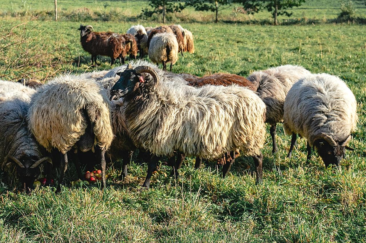放牧羊群放牧图片动物图片