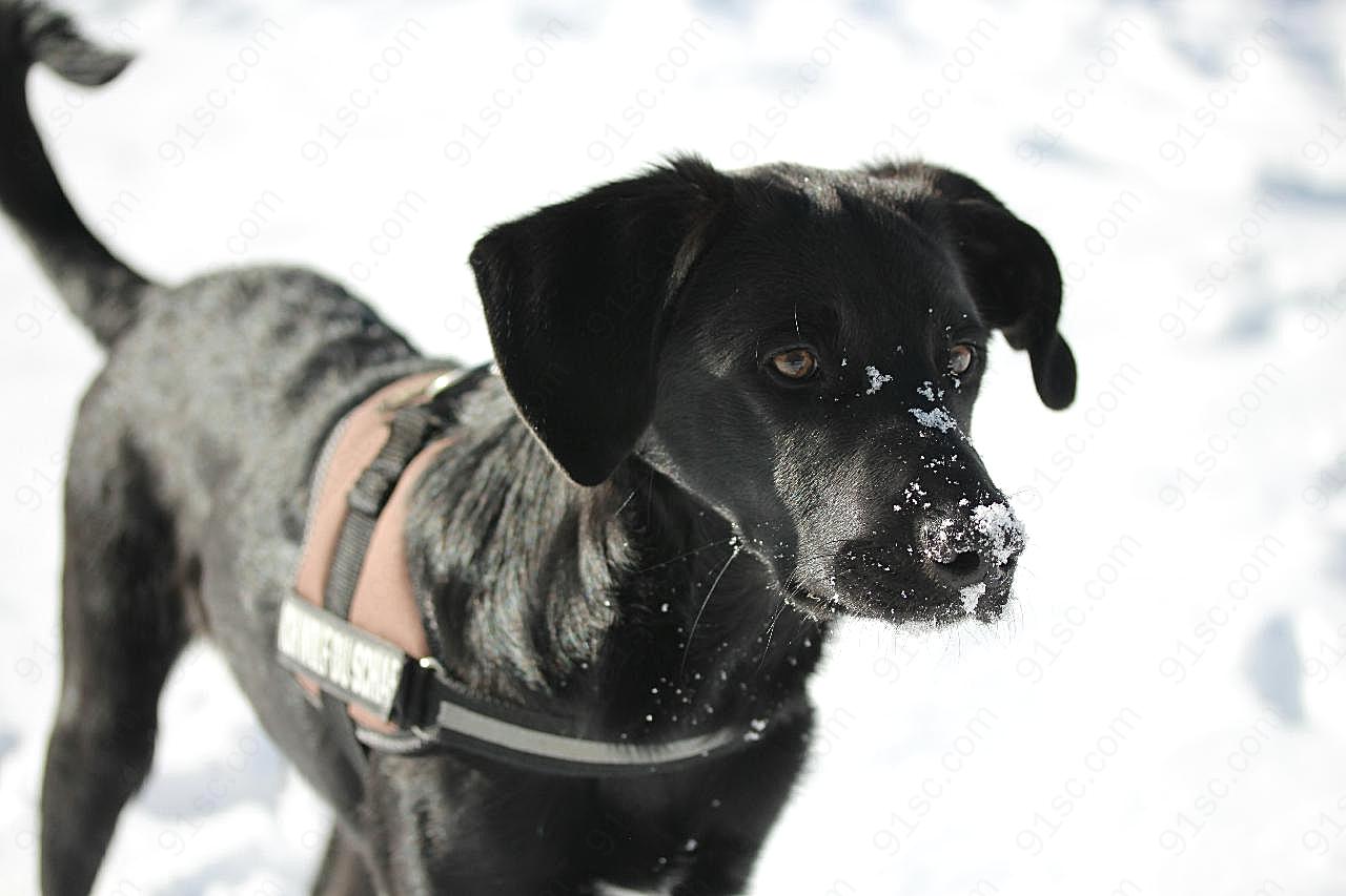 拉布拉多纯黑犬图片高清摄影