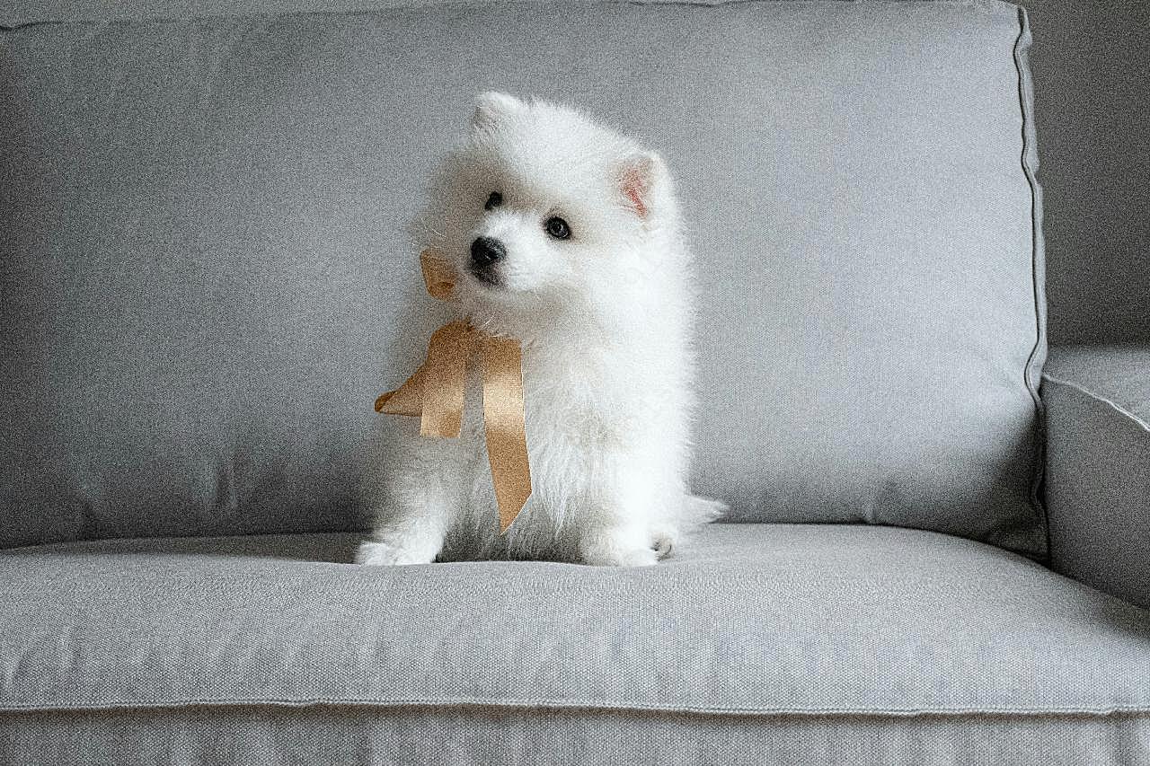 可爱萨摩耶幼犬图片狗