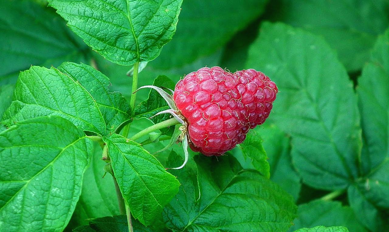 红树莓特写图片水果