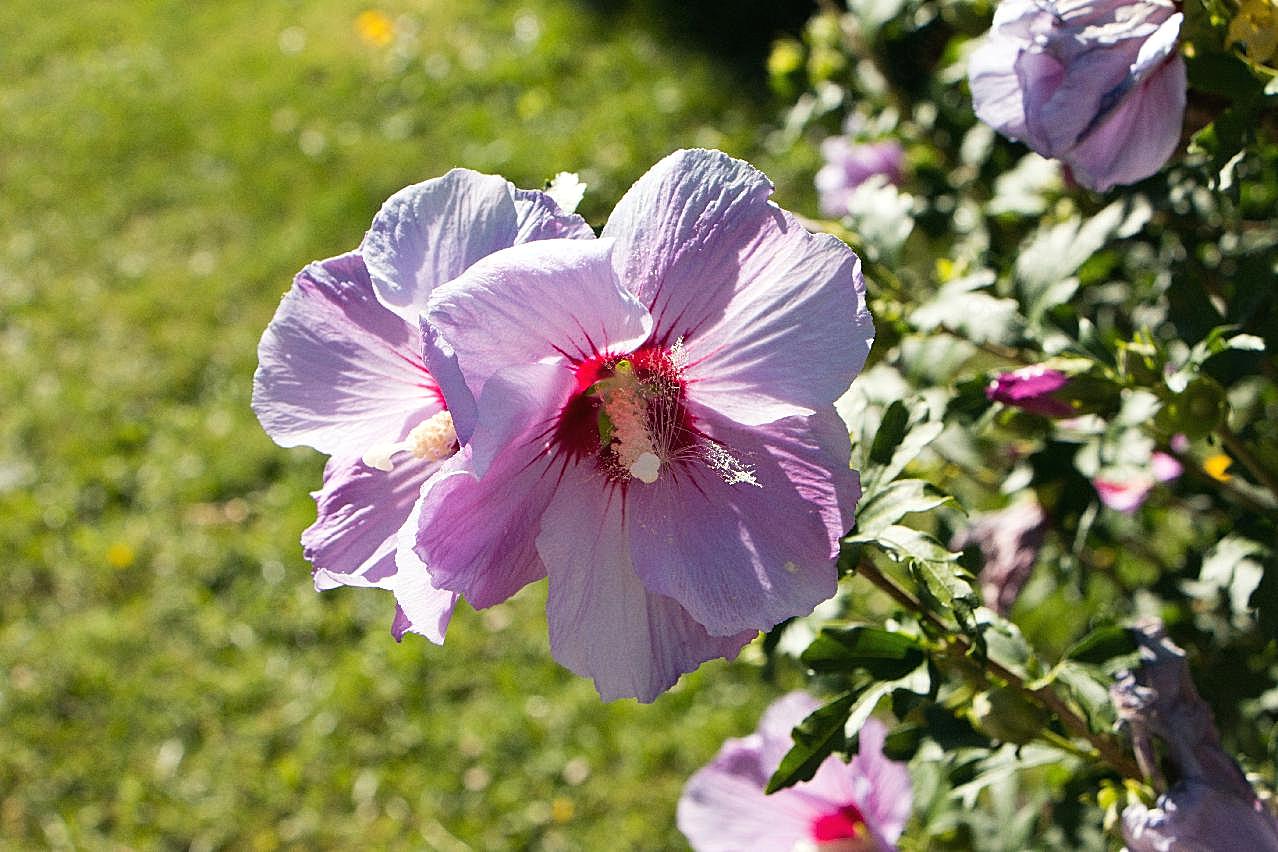 芙蓉花图片摄影