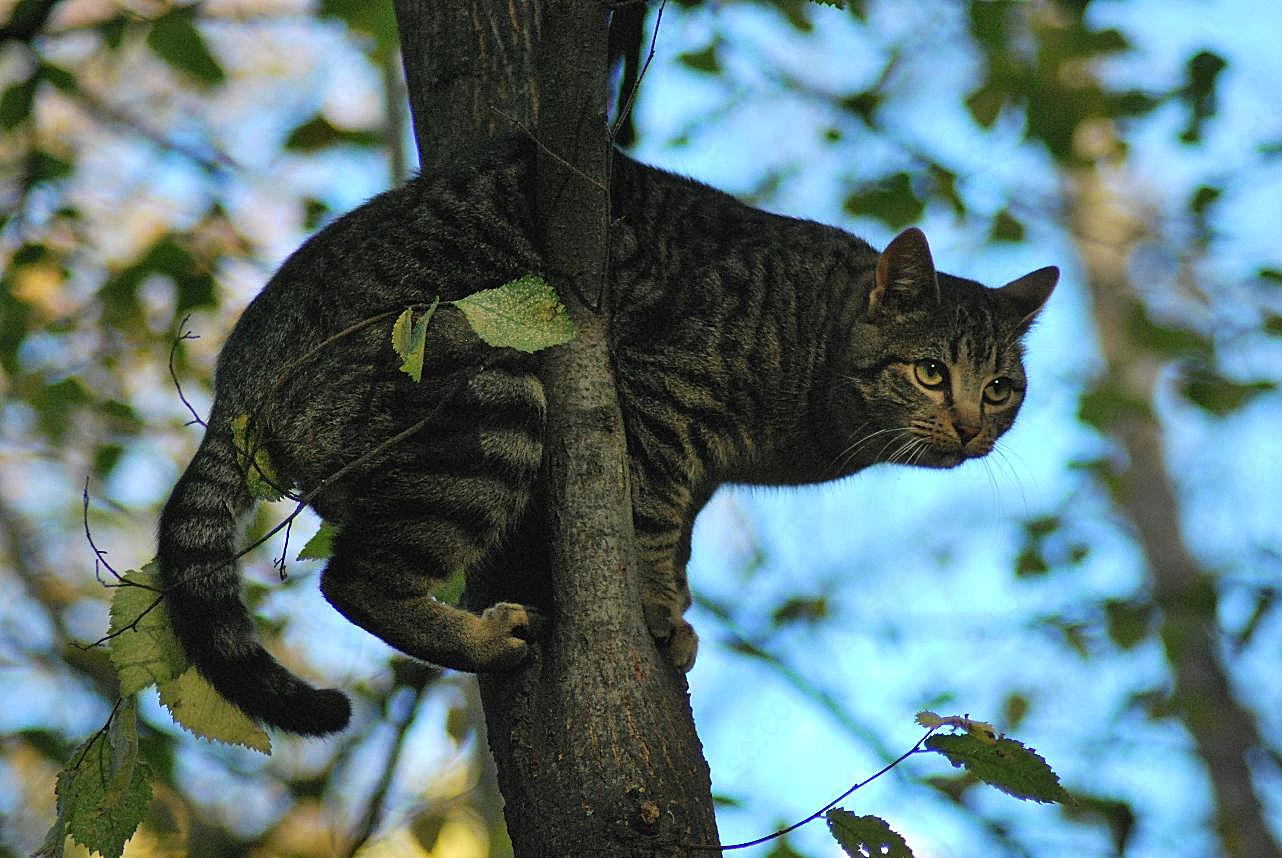 爬树的小图片猫