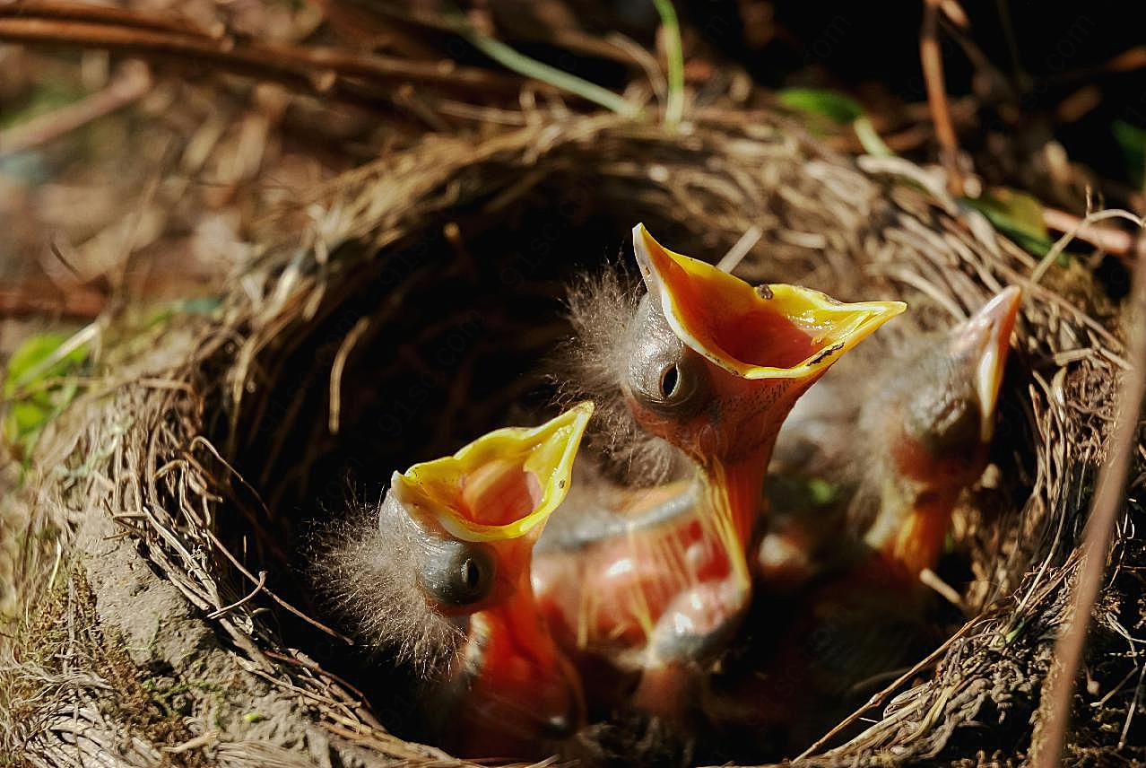 鸟巢中的幼鸟图片飞禽世界