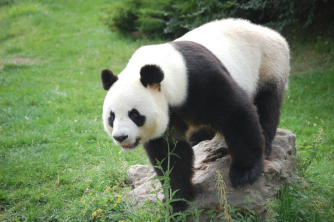 动物园熊猫图片动物图片