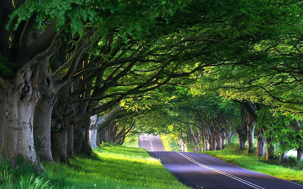边的树木高清图片公路