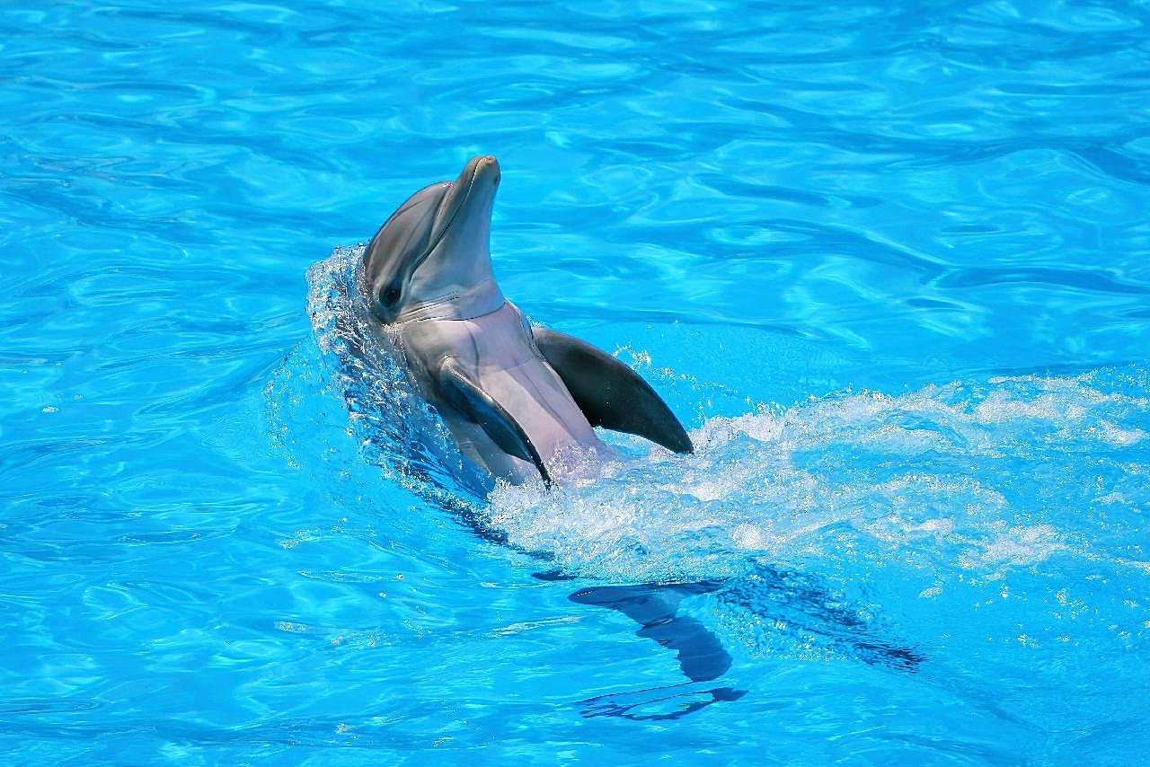 海洋馆海豚表演图片海洋生物