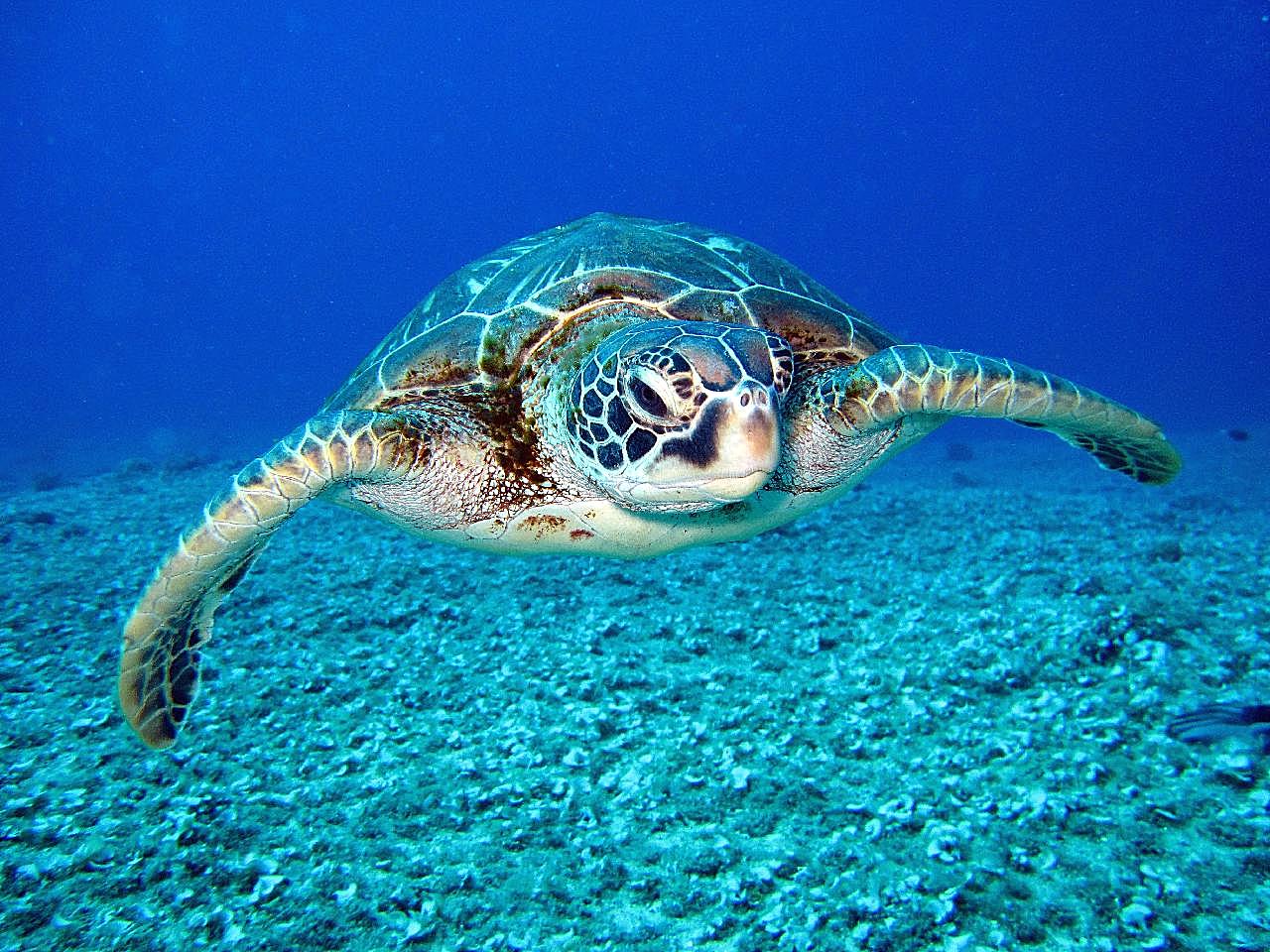 海洋海底海龟图片摄影高清