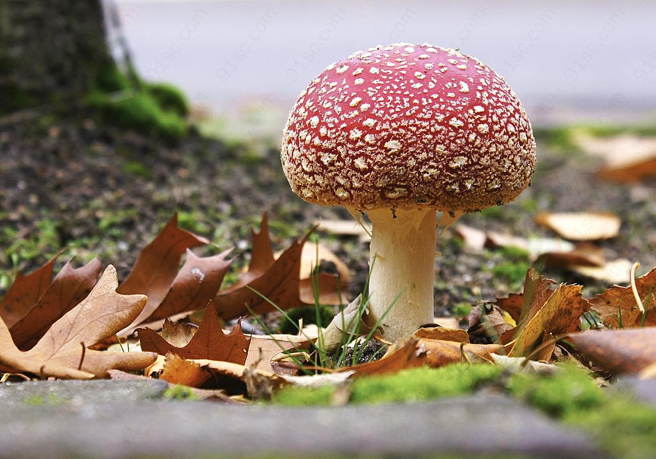 秋季白点红图片餐饮高清