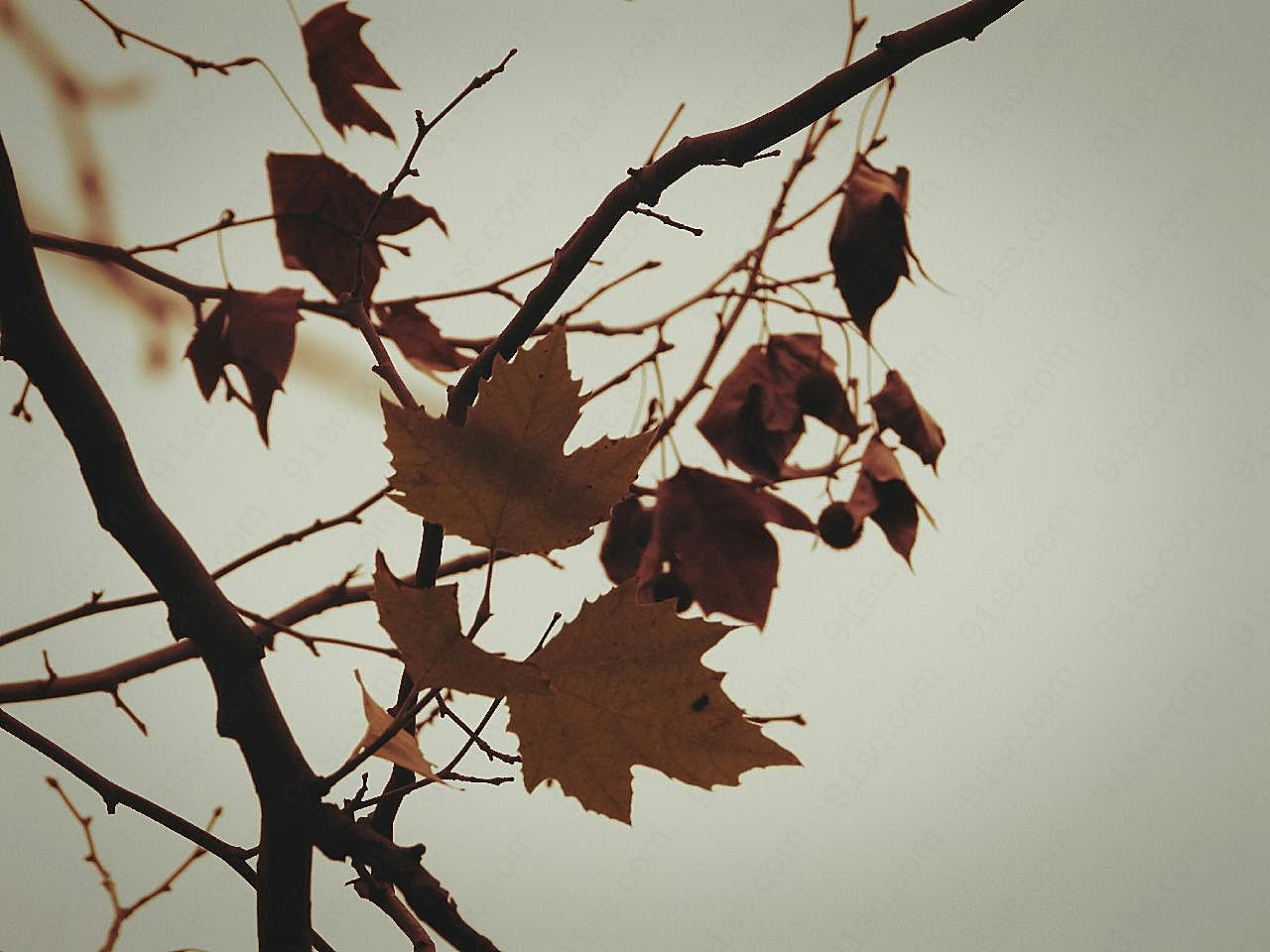 秋天树枝枝头图片摄影风景