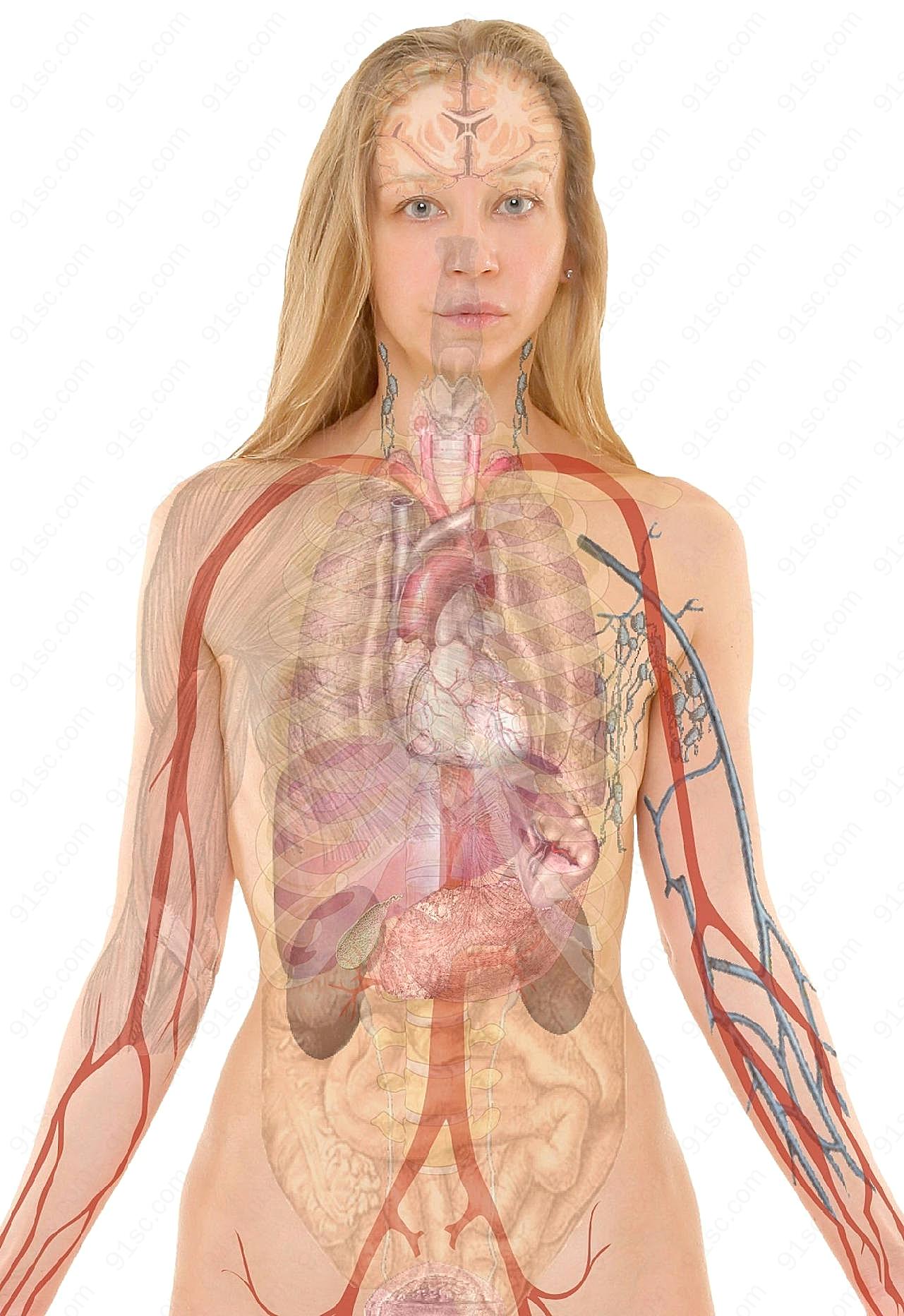 内脏结构解剖图高清