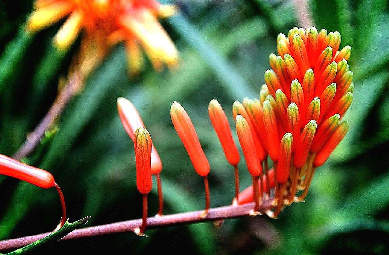 热带植物花朵图片摄影花的