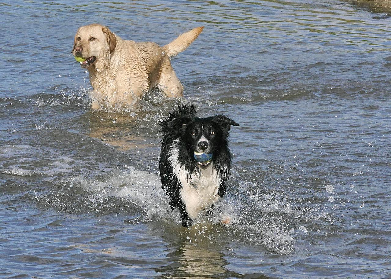 牧羊犬和金毛犬图片高清摄影