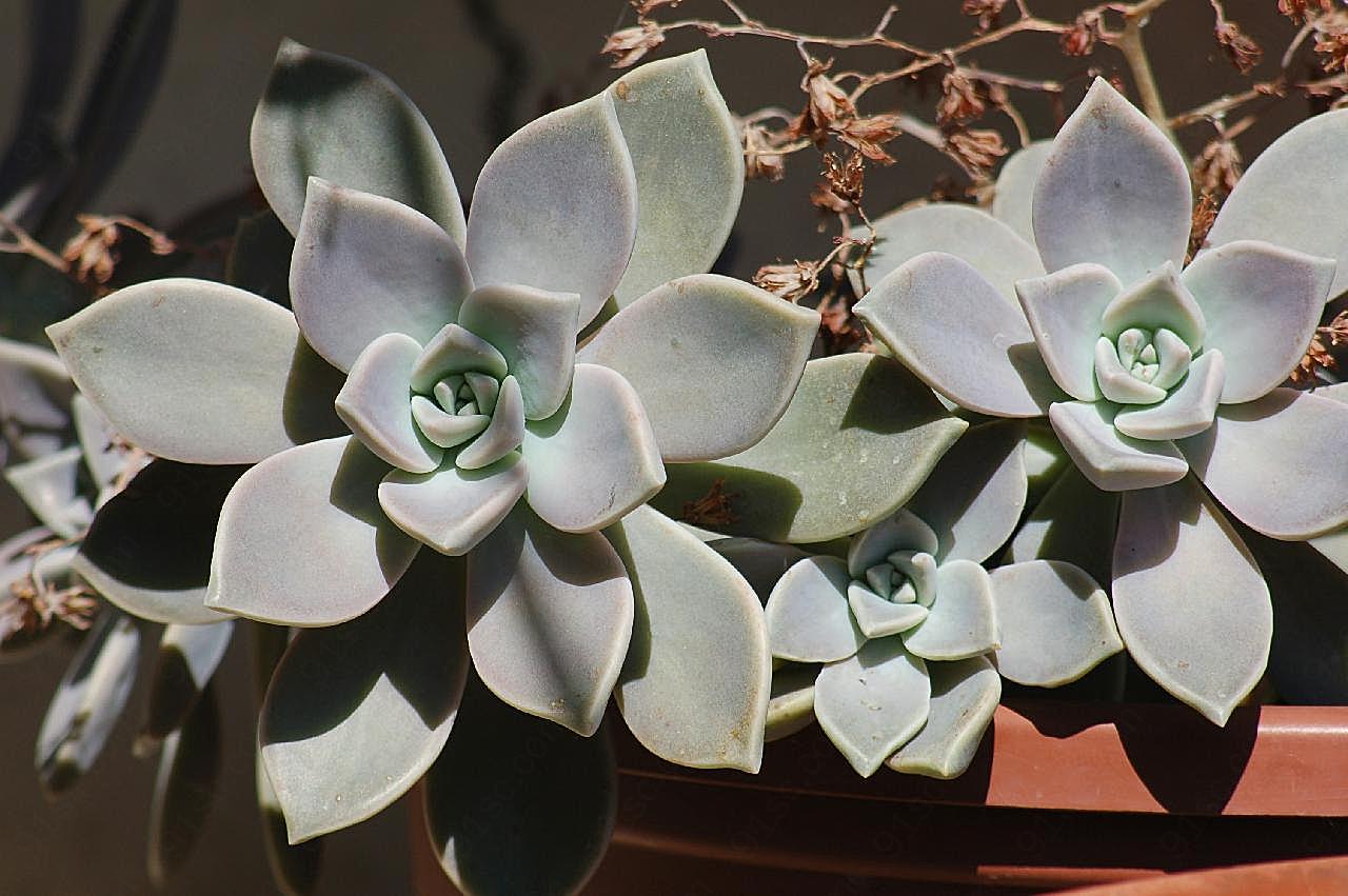 肉质植物图片高清