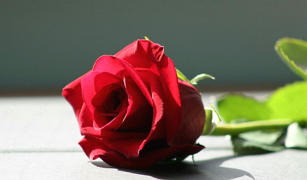 一枝红玫瑰图片玫瑰花