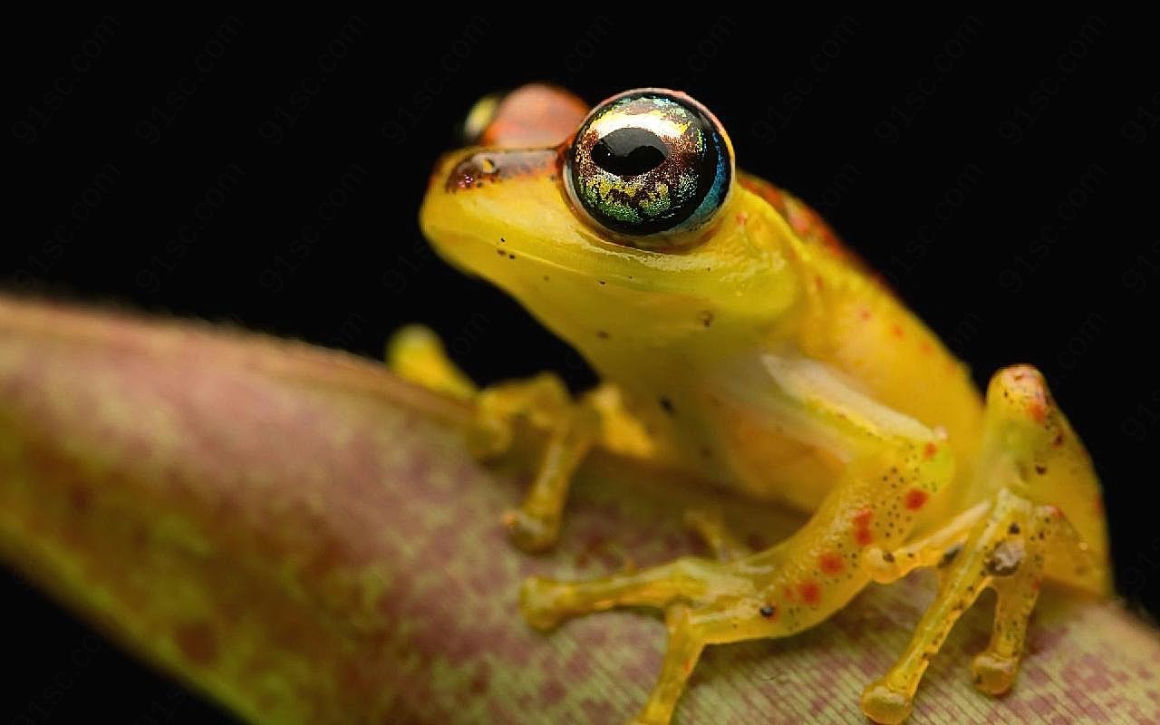 黄金箭毒蛙图片动物图片