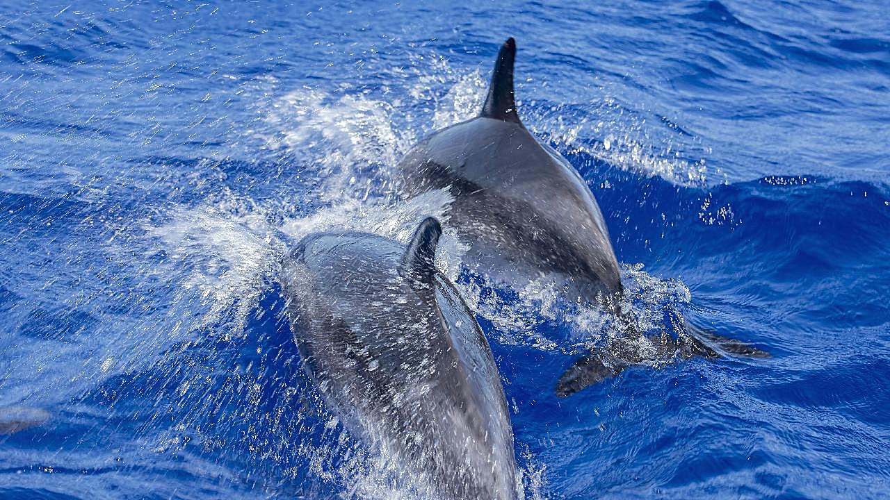 海洋两只大海豚图片海洋生物