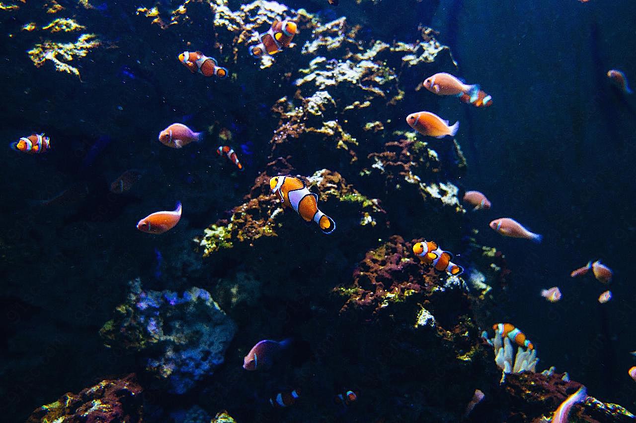 海底红金鱼图片高清摄影