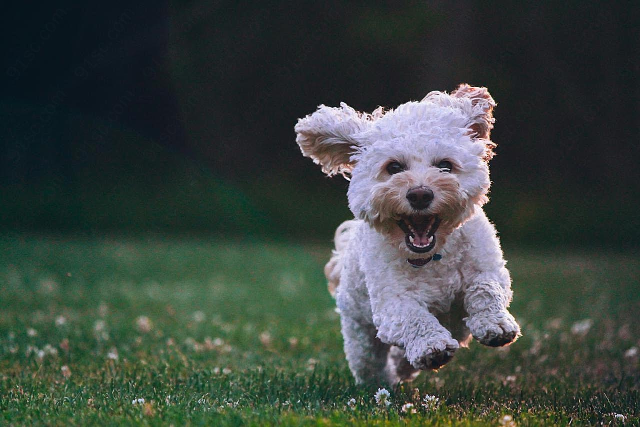 可爱纯种比熊犬图片高清摄影