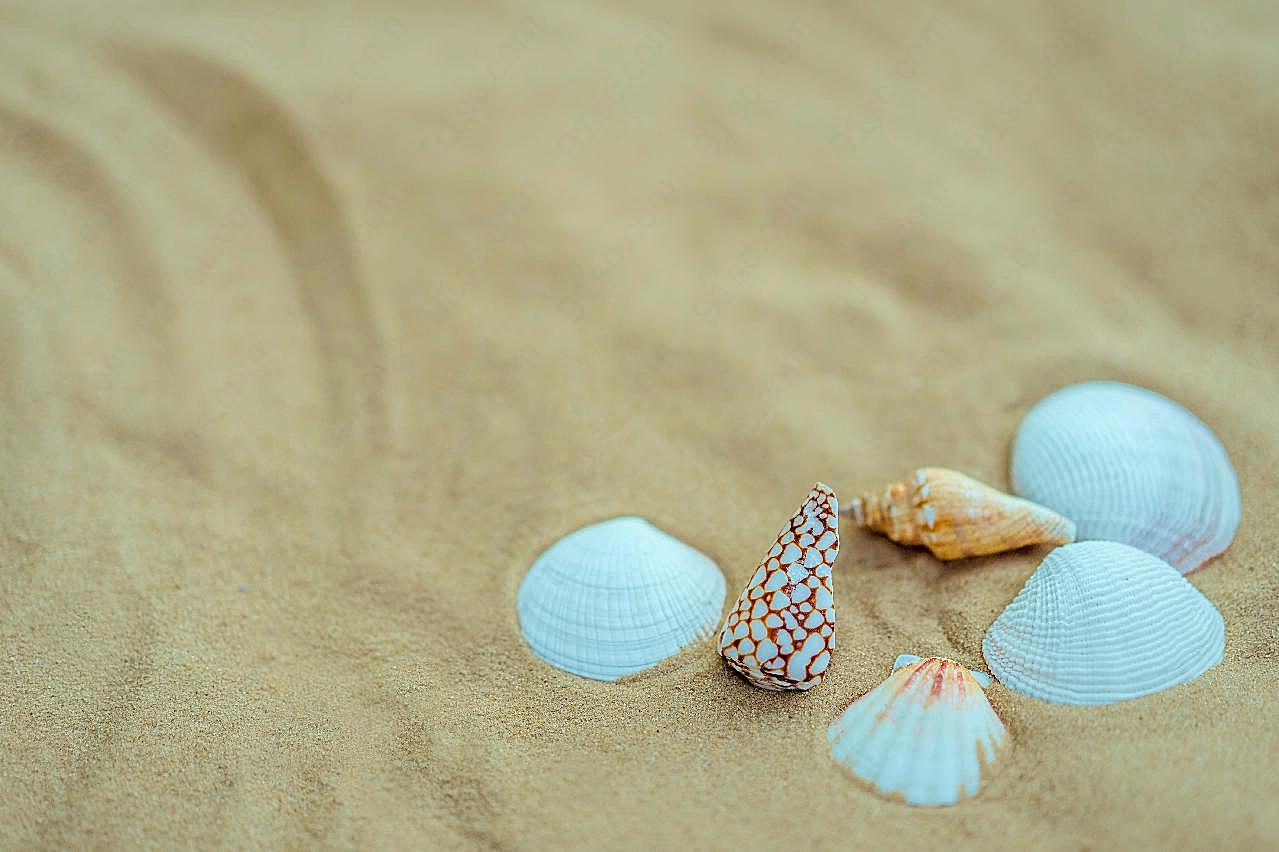 沙滩白贝壳图片摄影