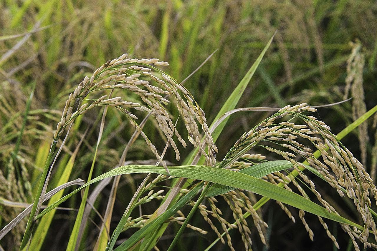 成熟水稻稻穗特写图片高清摄影