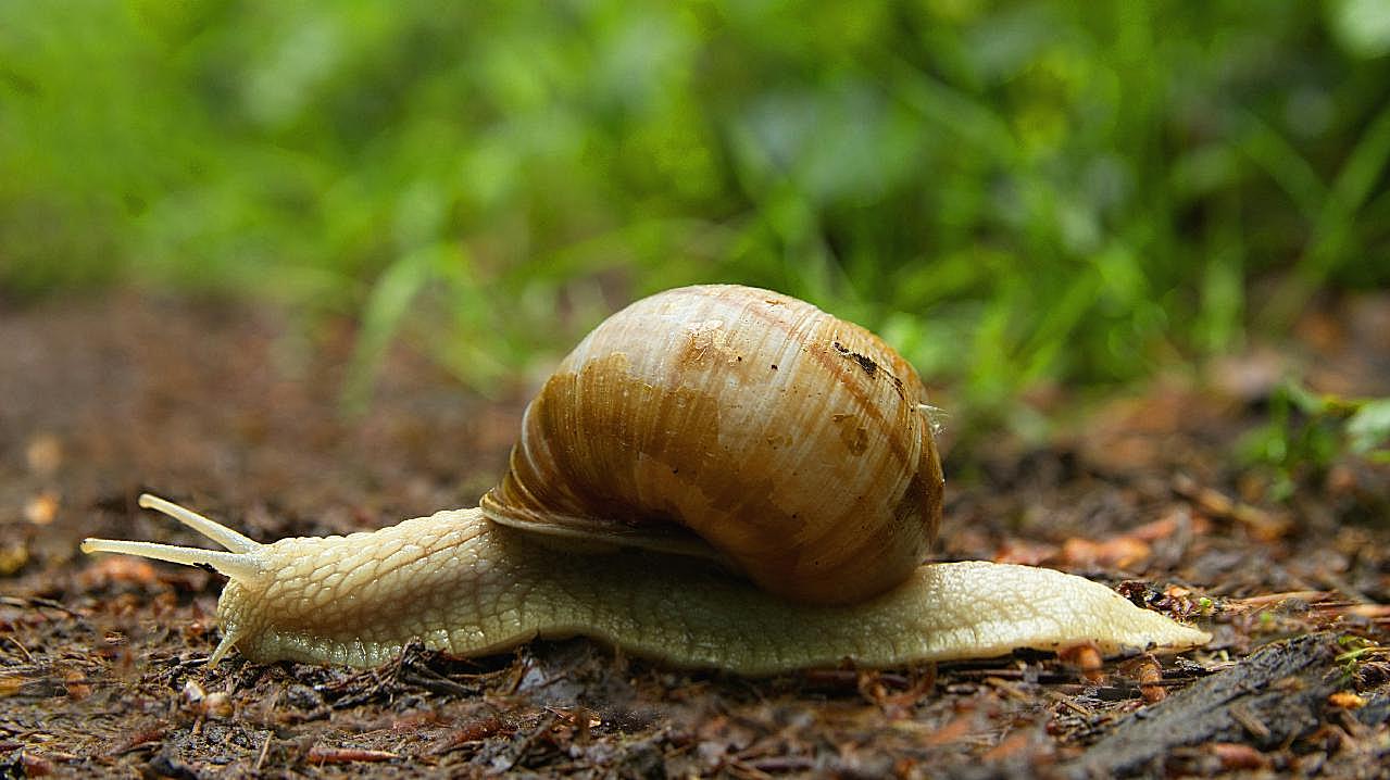 雨后爬行蜗牛图片摄影高清