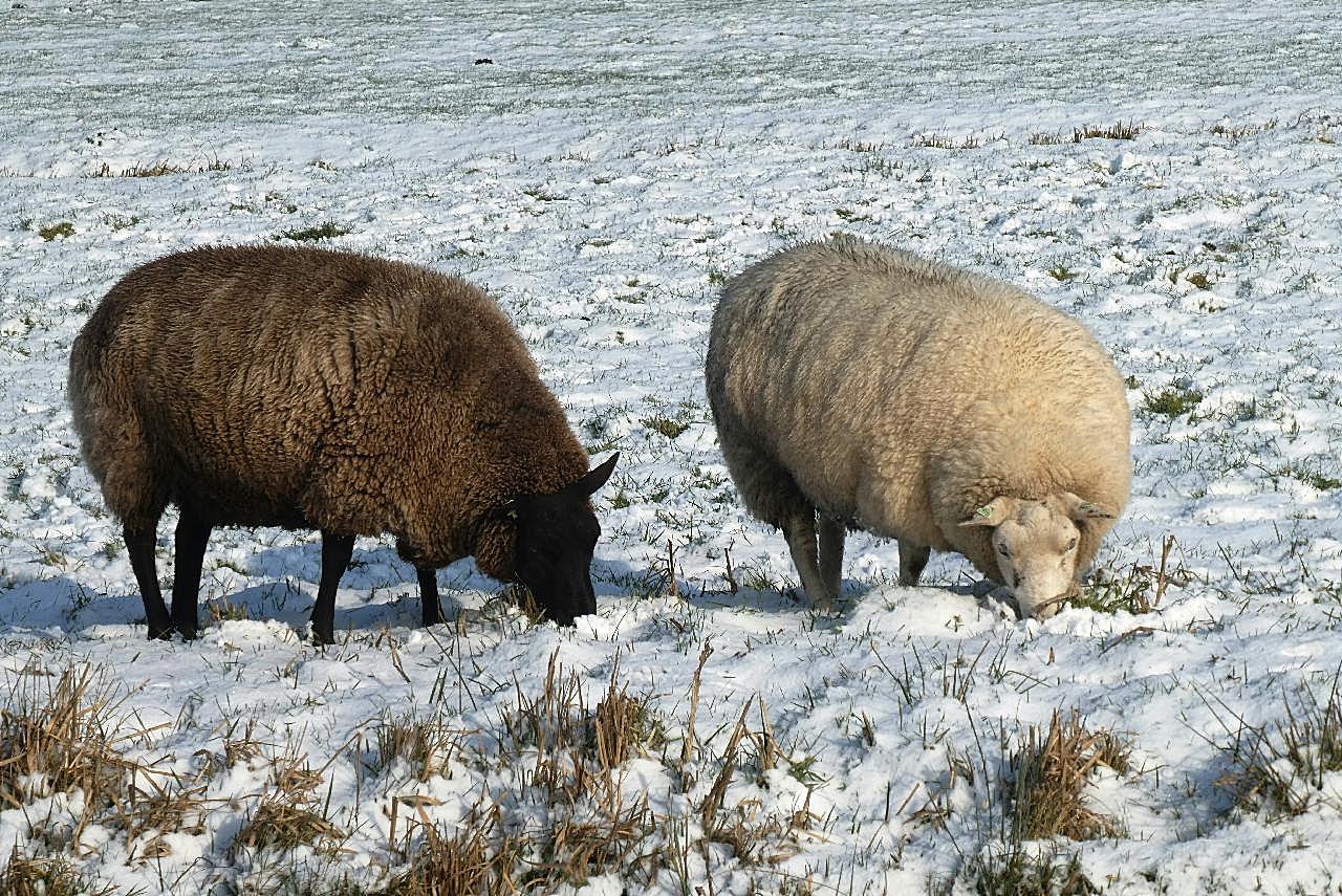 冬季雪地绵羊图片摄影高清