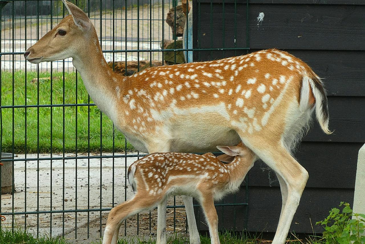 小鹿母鹿图片高清摄影