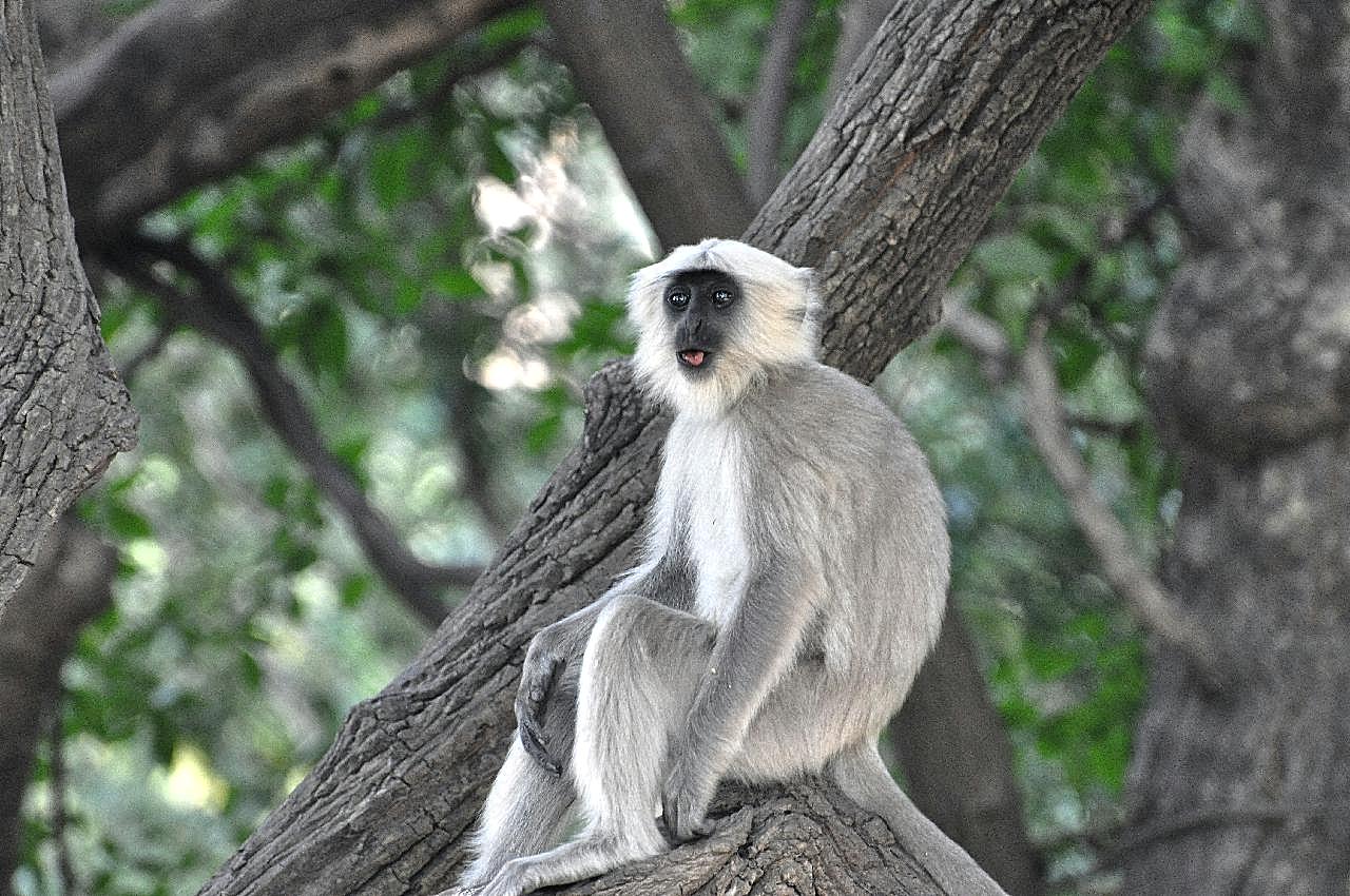 印度灰叶猴高清图片下载动物图片