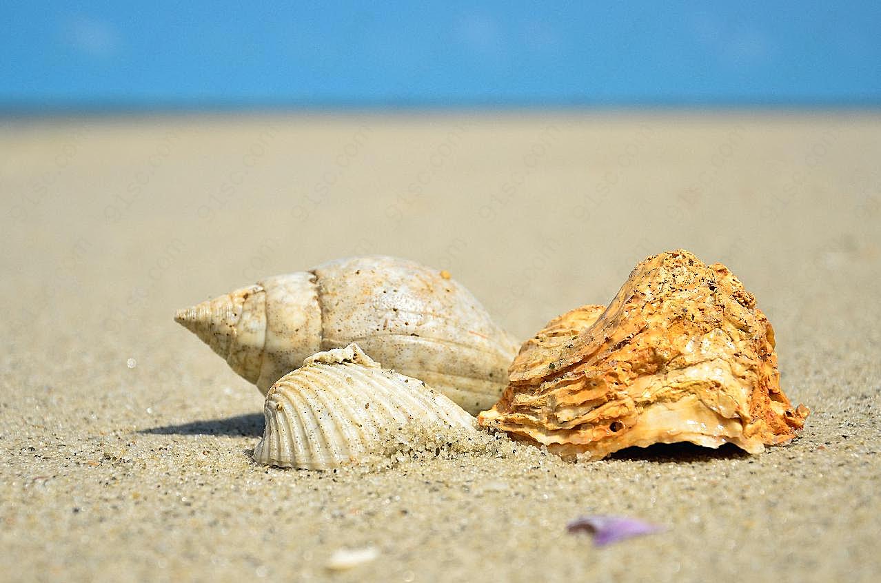 沙滩海螺摄影图片海洋生物