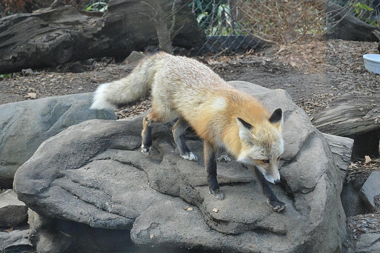 动物园狐狸图片高清摄影
