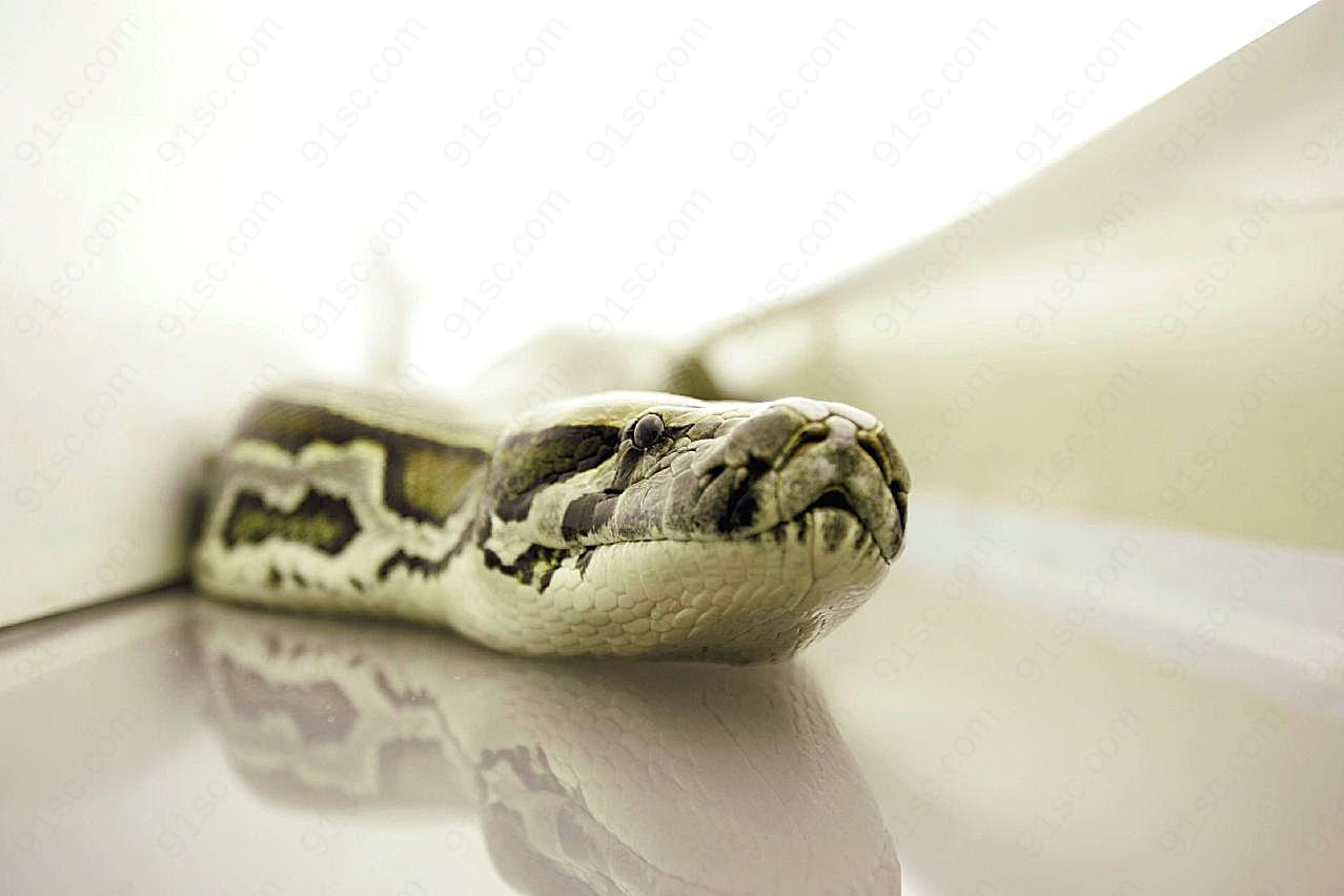 蟒蛇高清图片下载摄影