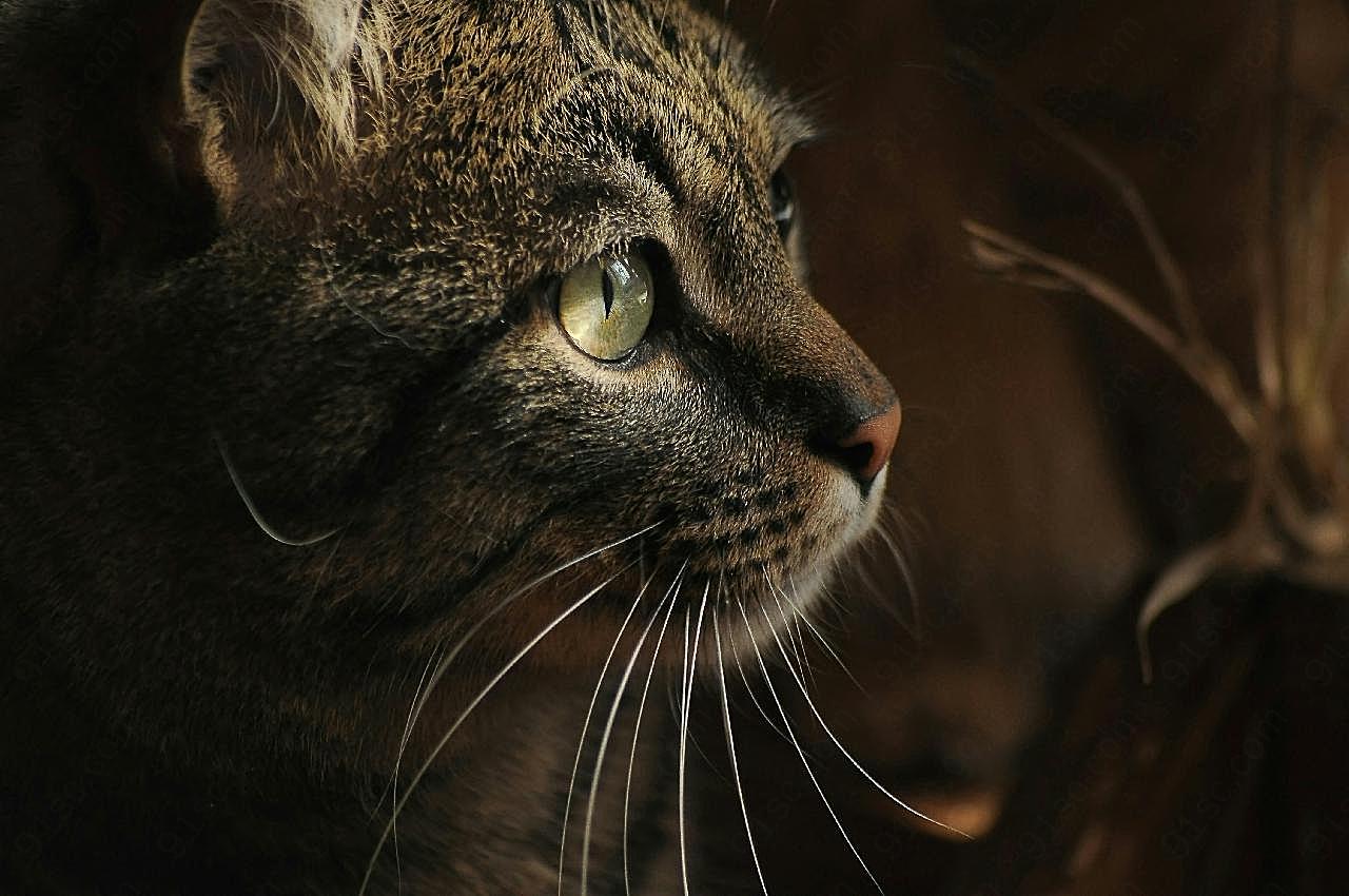 猫头特写生物世界高清摄影