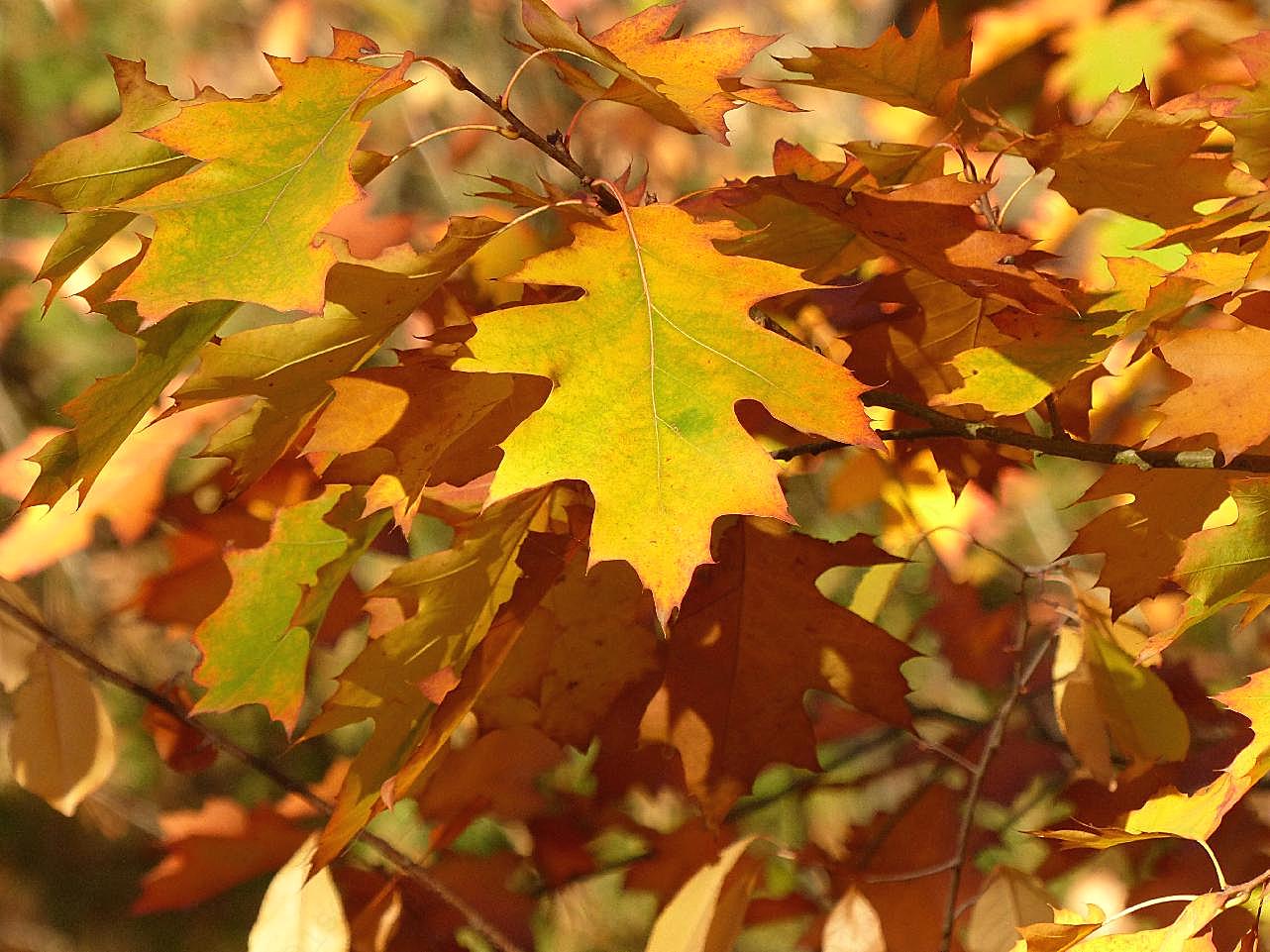 秋天金黄图片树叶