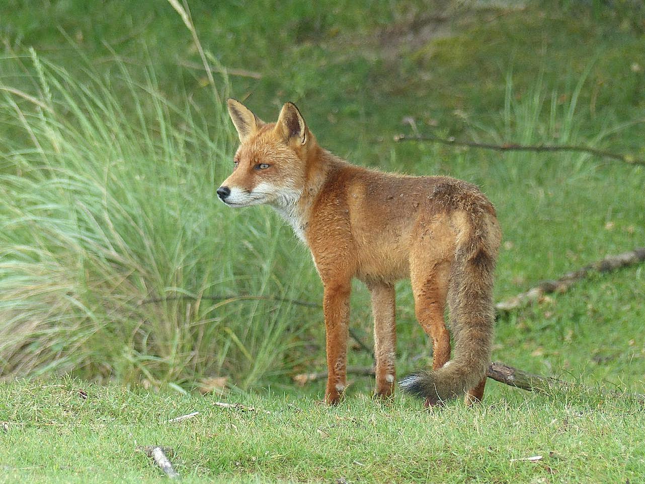 草地上的狐狸图片摄影高清