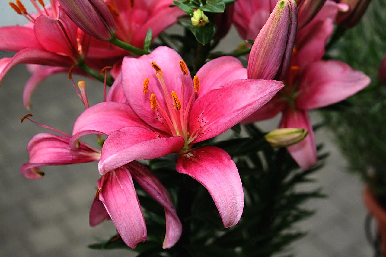 红图片百合花