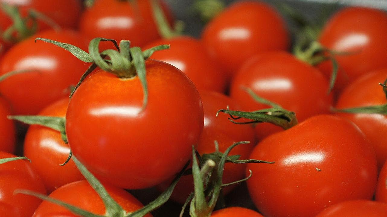 新鲜番茄丰收图片蔬菜