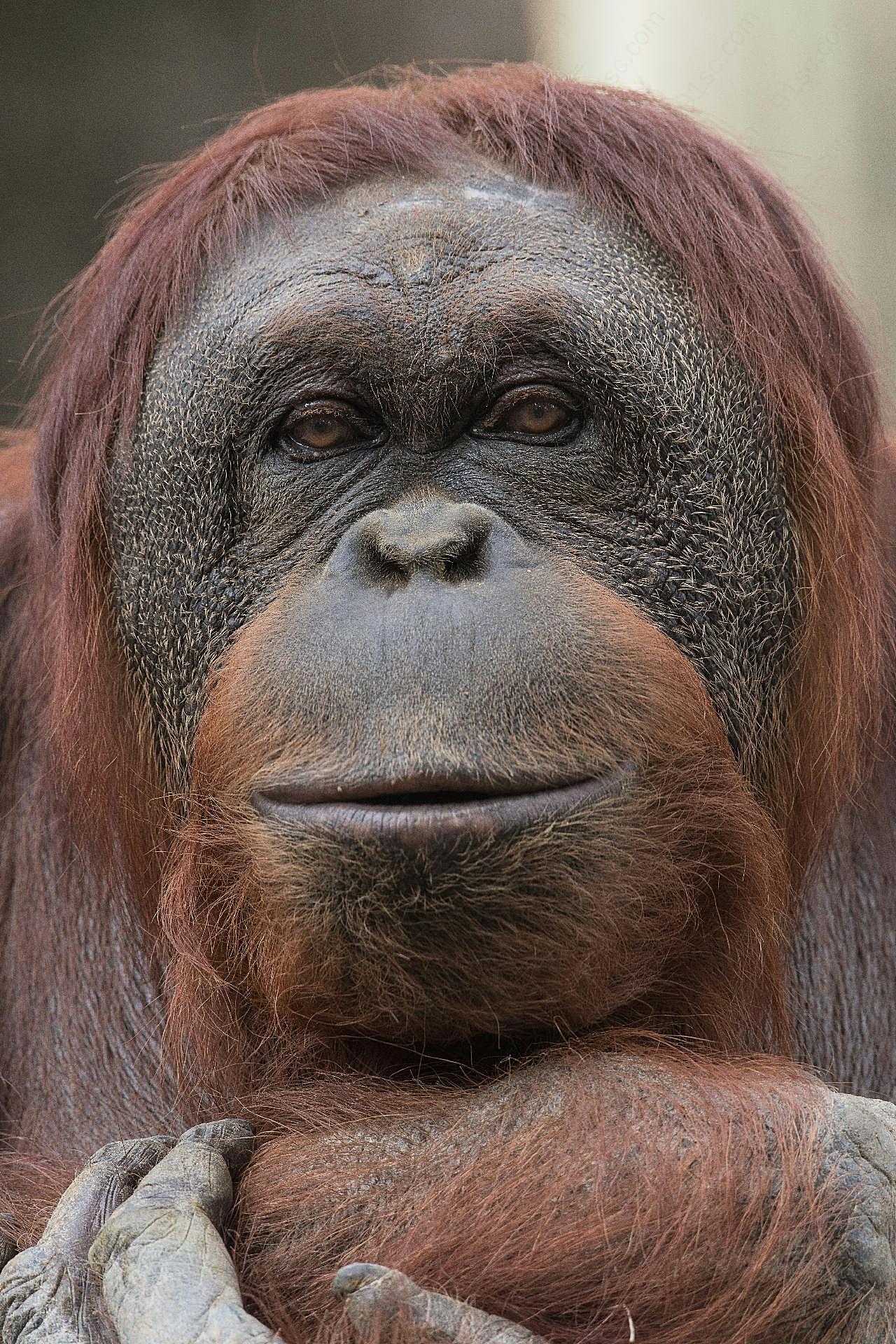 苏门答腊红毛猩猩图片摄影