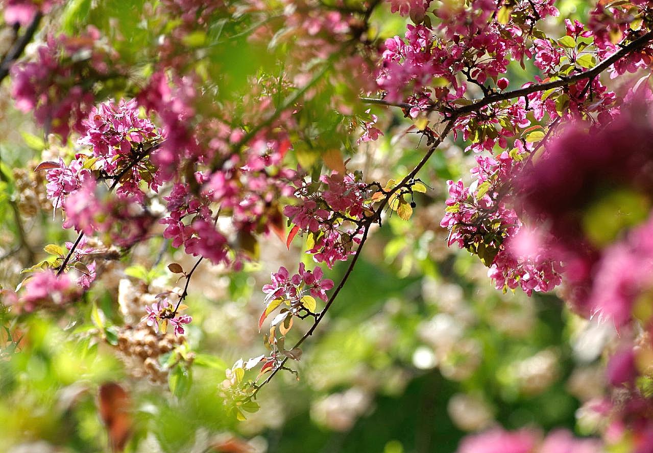 樱花树生物世界