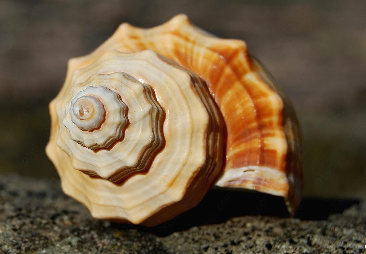 海滩螺旋贝壳图片民族工艺品