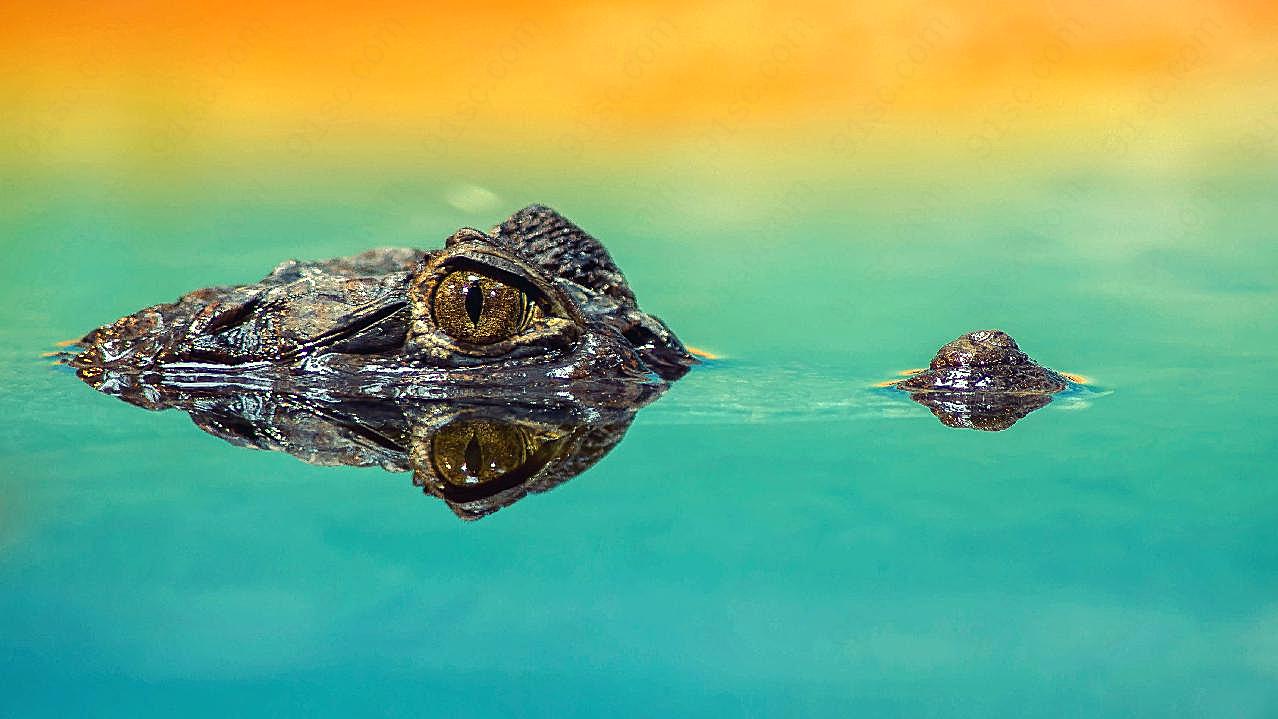 水中的鳄鱼图片摄影高清