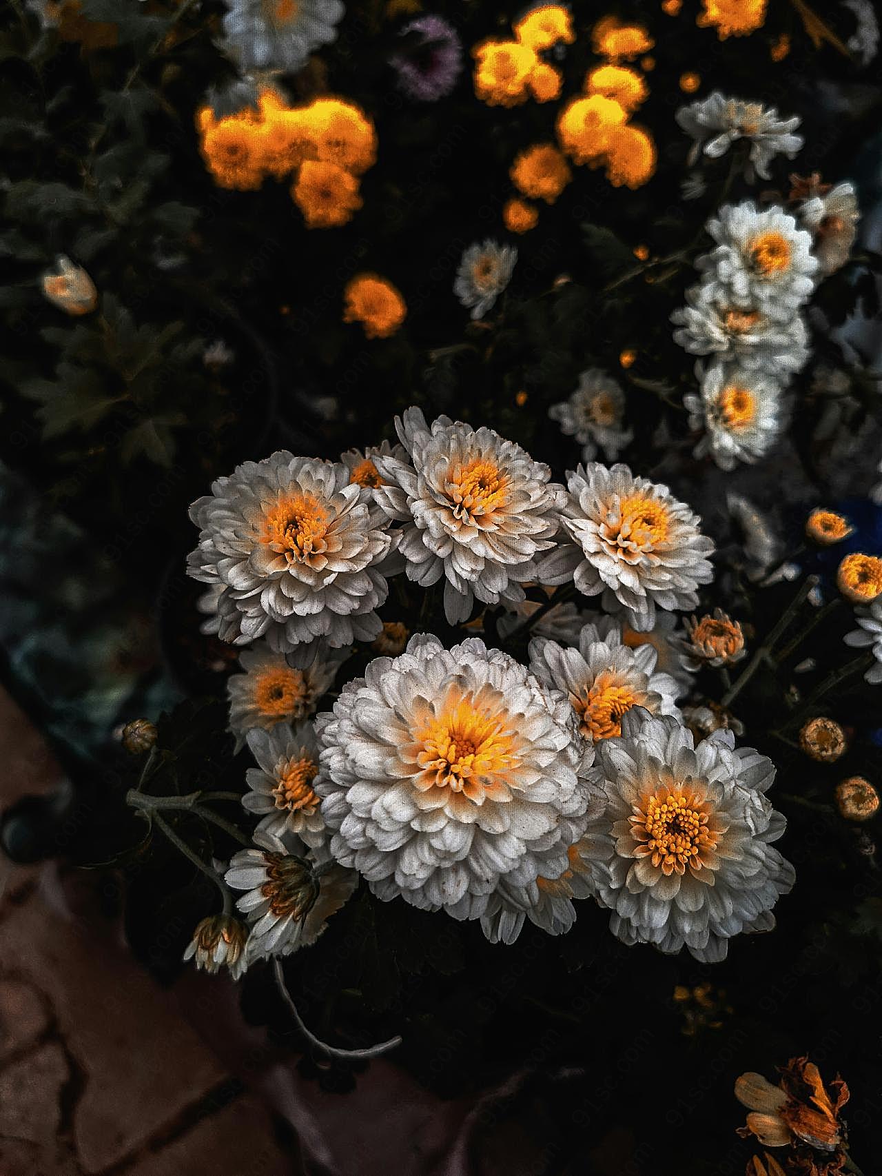 娇艳盛开的图片菊花