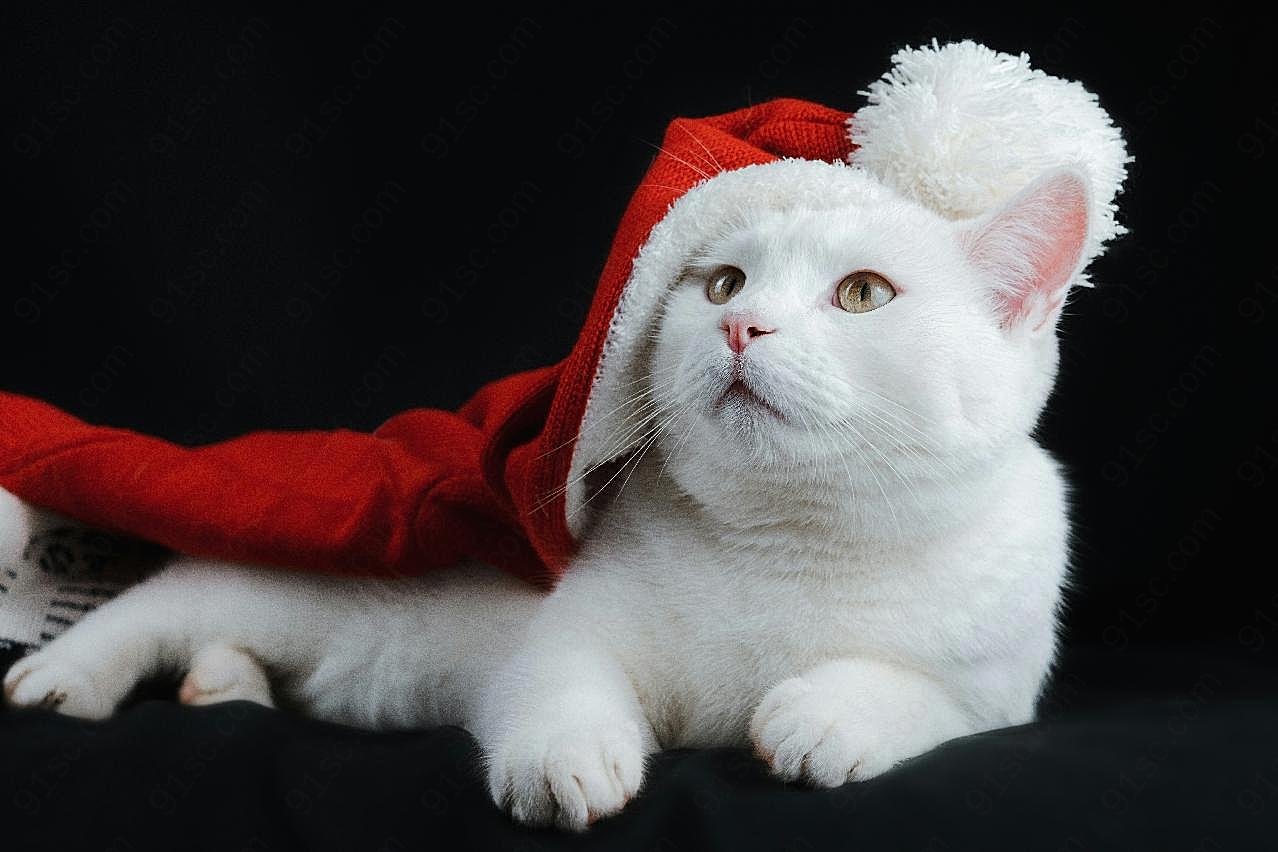 圣诞猫生物世界