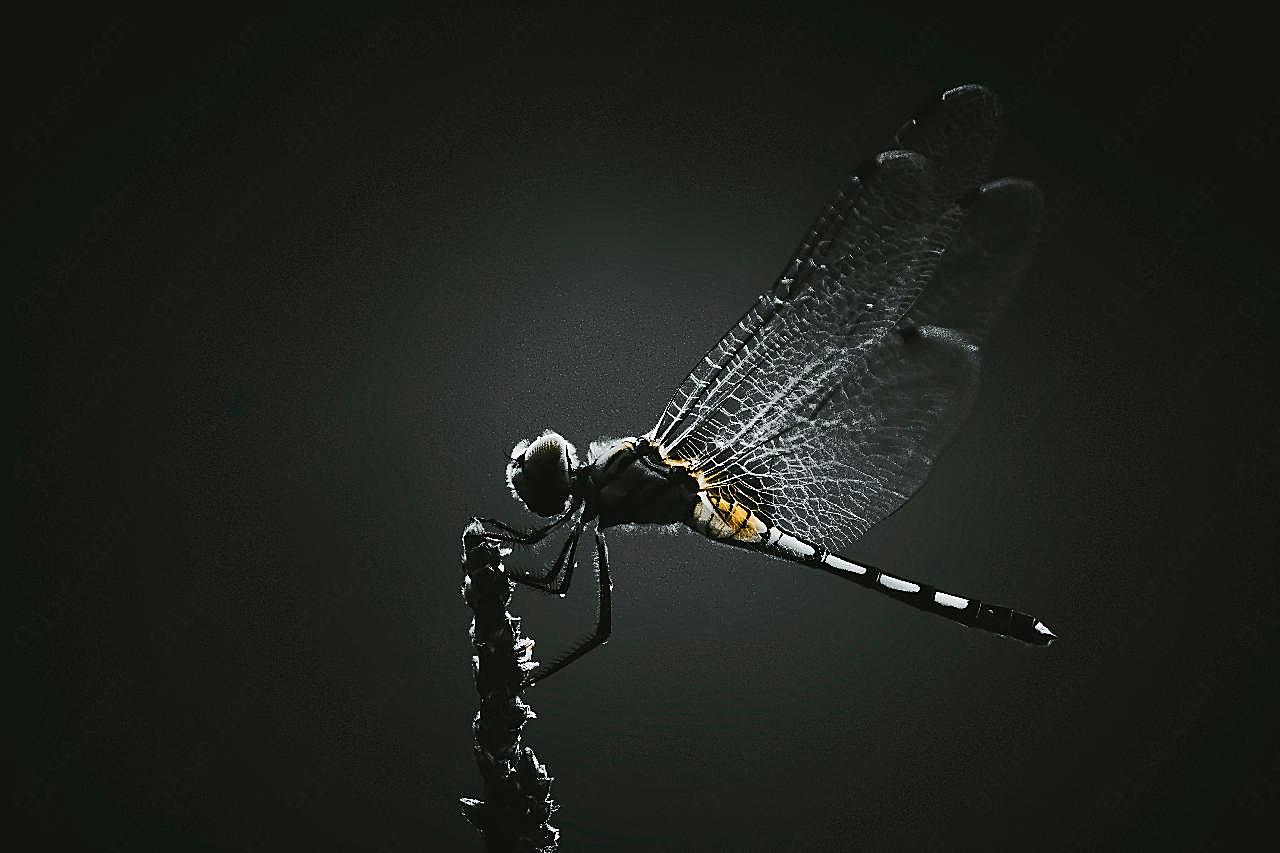 蜻蜓图片素材昆虫
