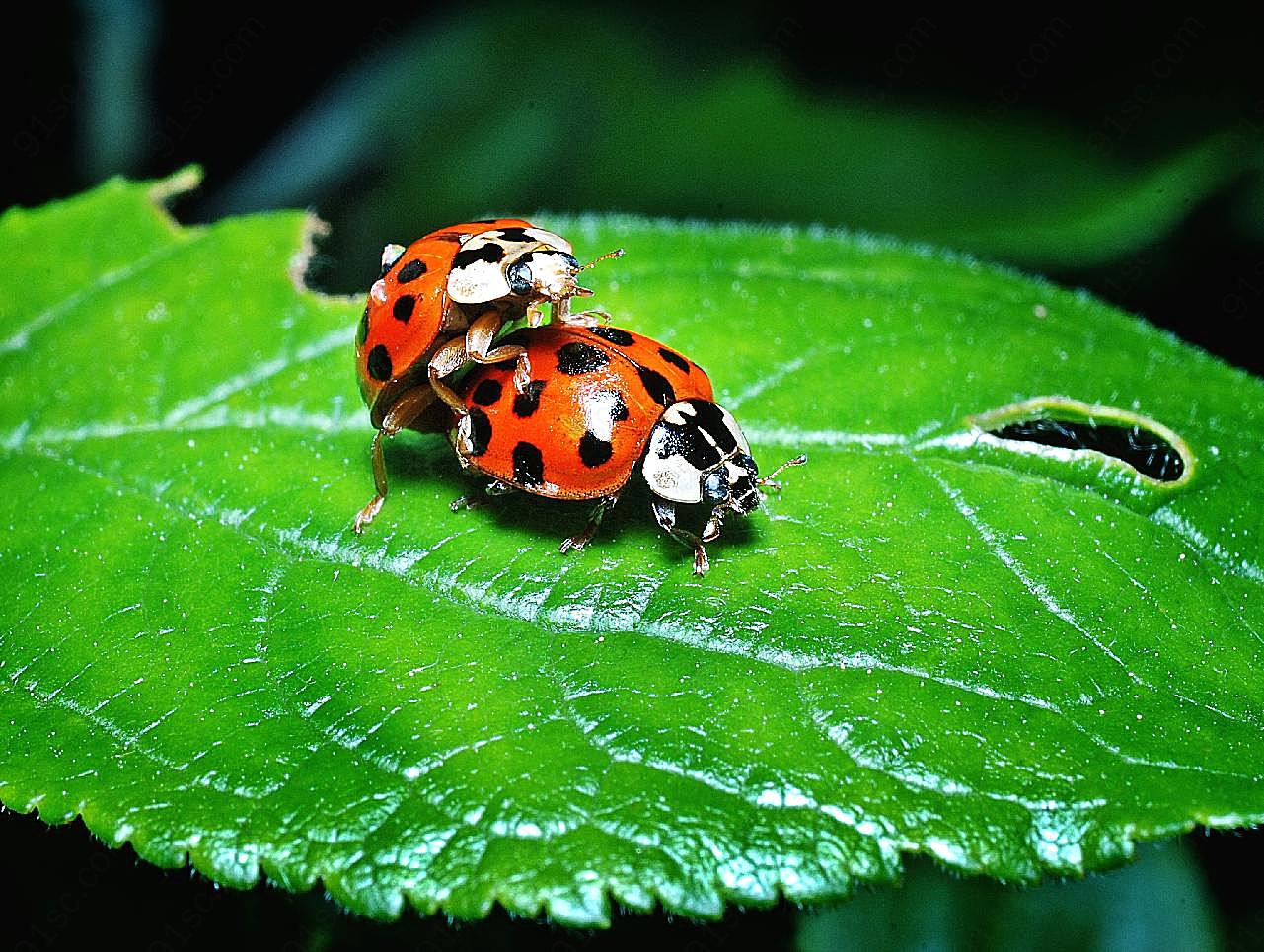 瓢虫图片昆虫