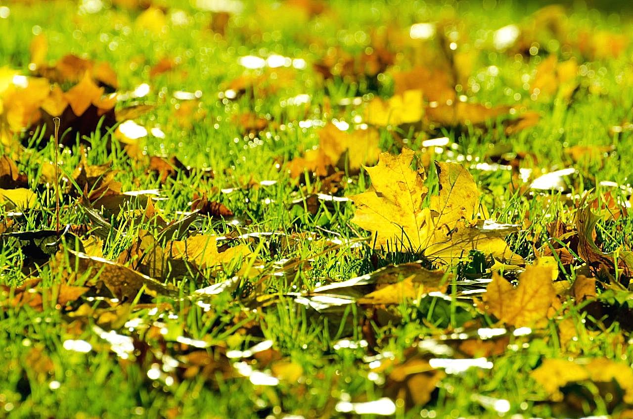 秋天草地图片树叶