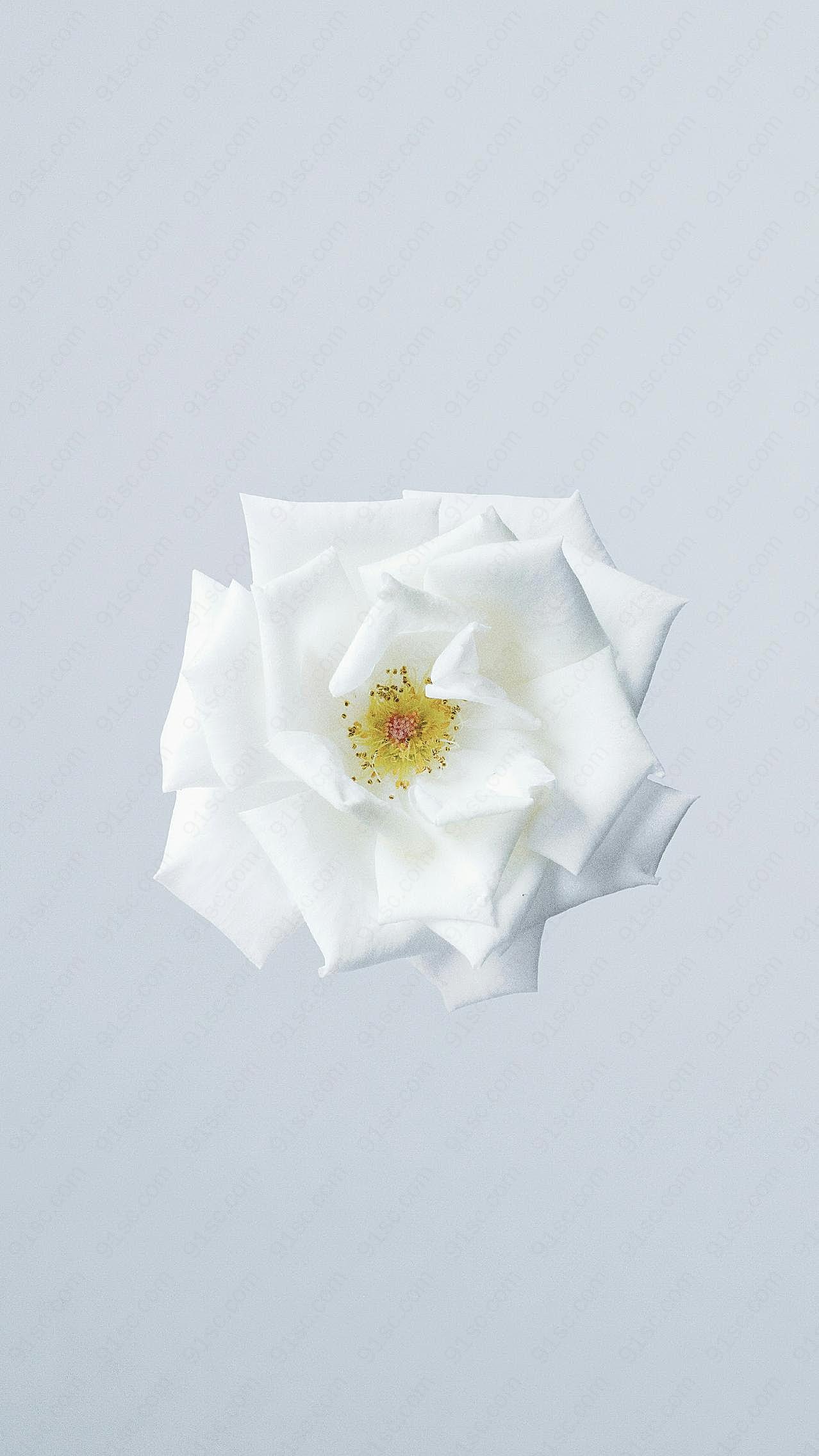 纯白花朵背景图片