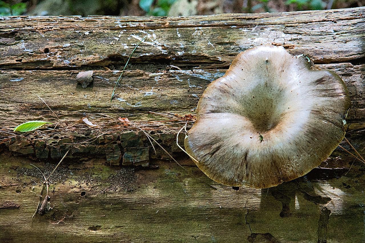 一朵图片蘑菇